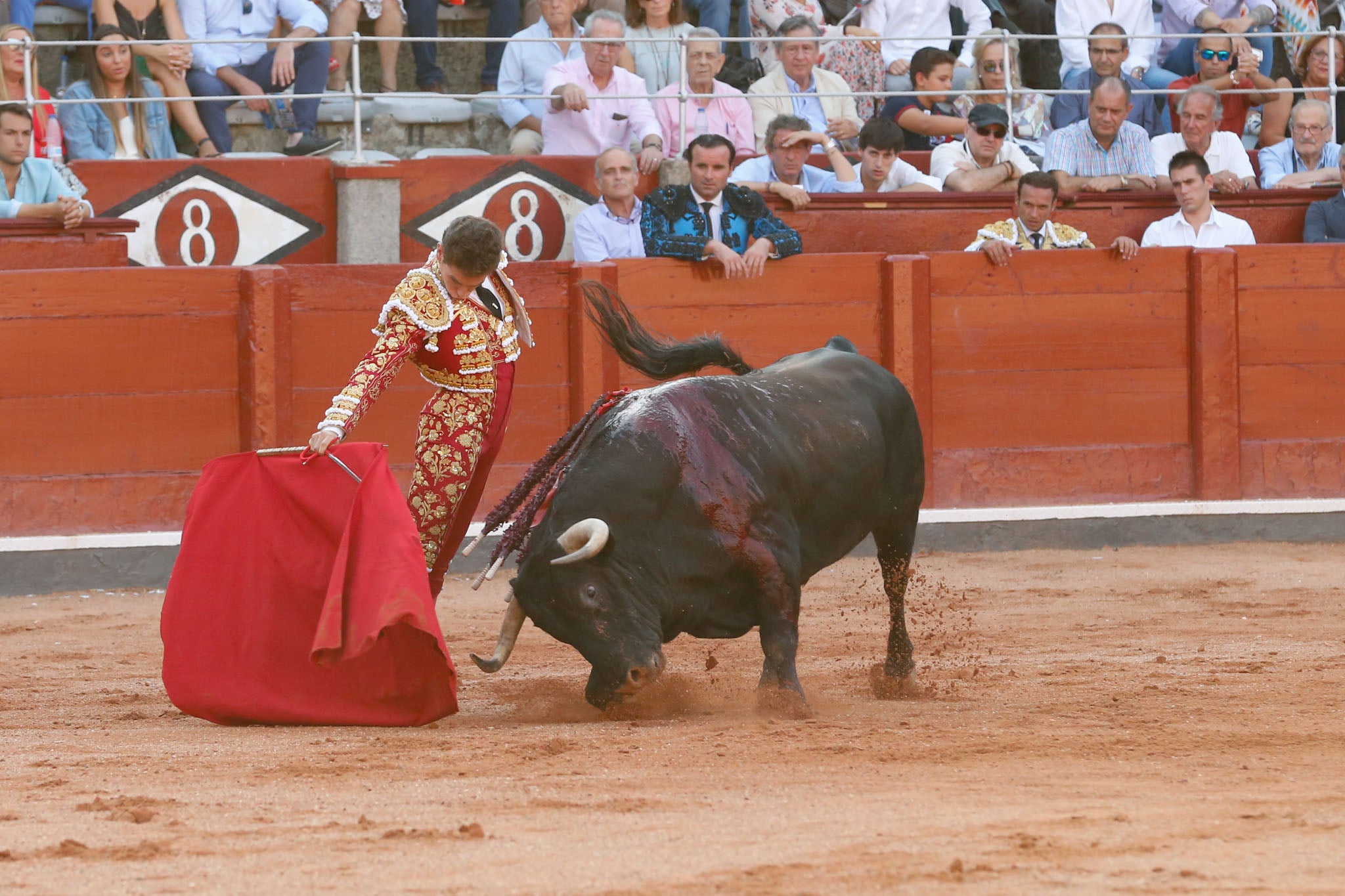 Máximos honores para el bravo, bello y distinguido toro de Montalvo que partió plaza