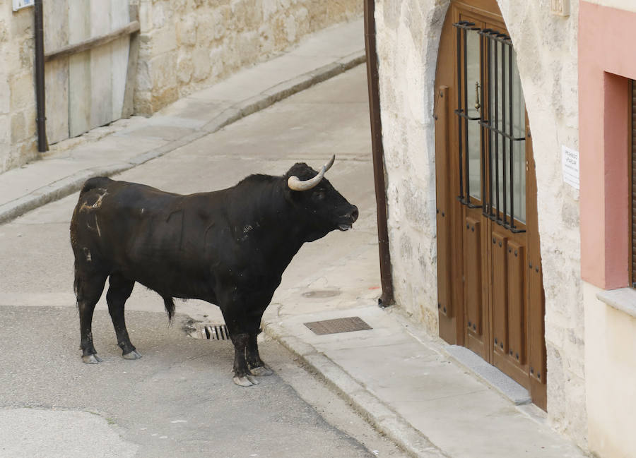 Fotos: Astudillo festeja su primer Toro del Pueblo