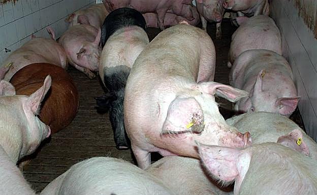 Cerdos en una explotación de la provincia de Segovia.