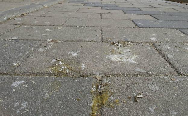 Excrementos de palomas en una calle de Parquesol.