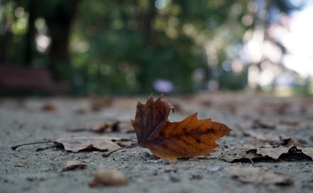 Hojas caídas en el Campo Grande de Valladolid ante la inminente llegada del otoño.