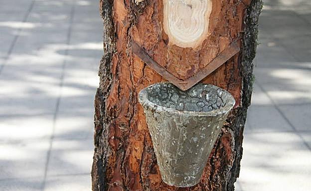 Extracción de resina de un pino, en Cuéllar