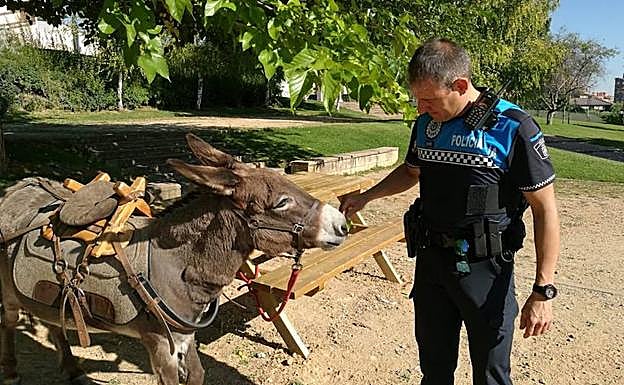 El burro, junto a un Agente de la Policía de Valladolid en un parque de la ciudad.