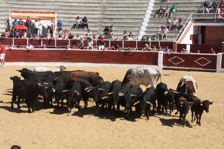 Fotos: Así han sido las fiestas de Nava de la Asunción 2018