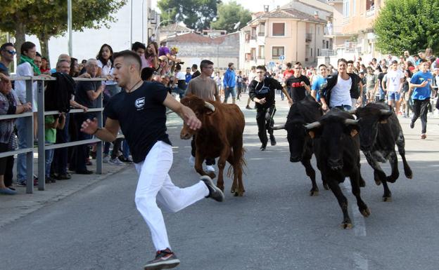 El popular encierro de vaquillas, el día de San Miguel. 