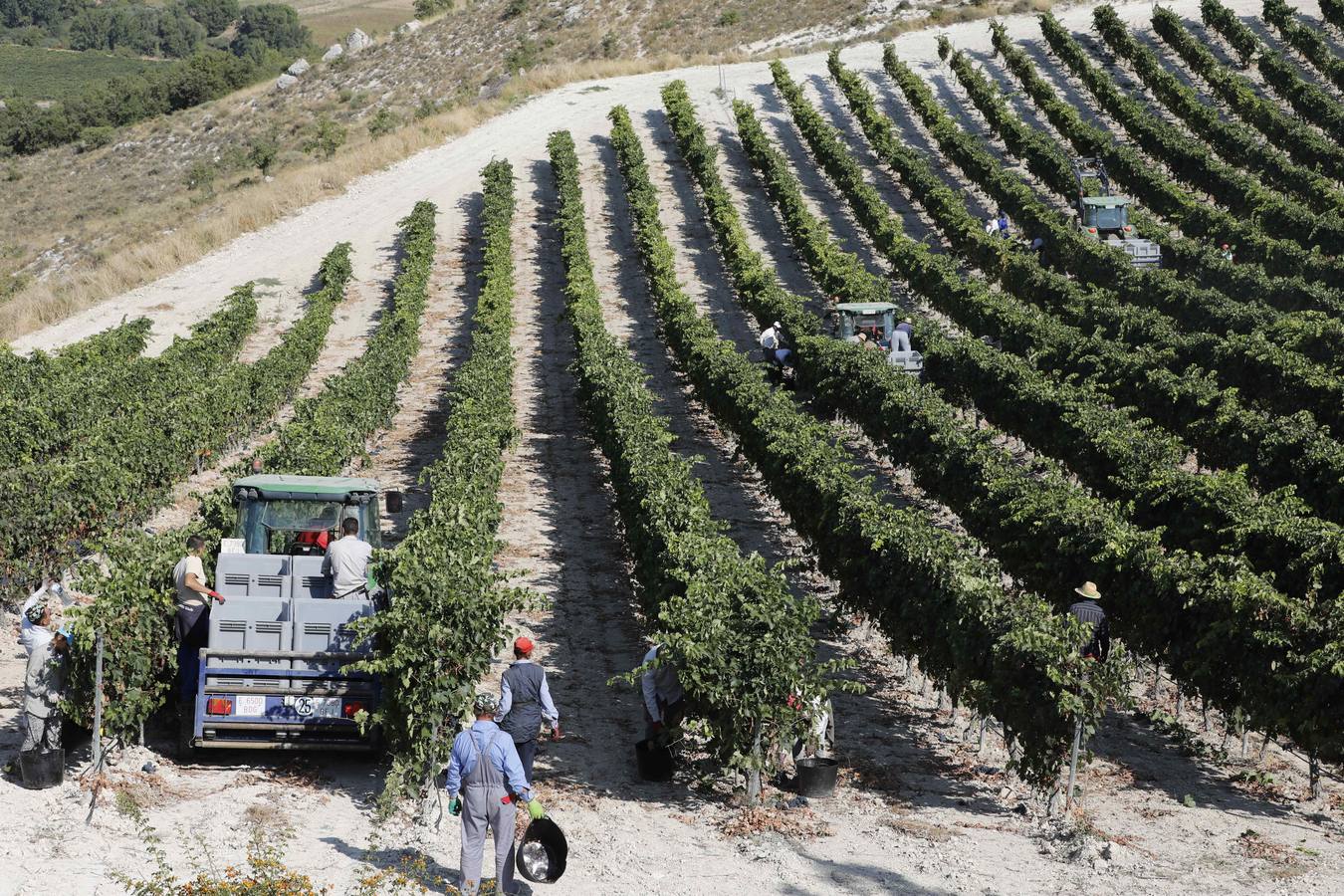 Las buenas previsiones de recogida de uva para esta campaña generarán un efecto llamada entre los temporeros