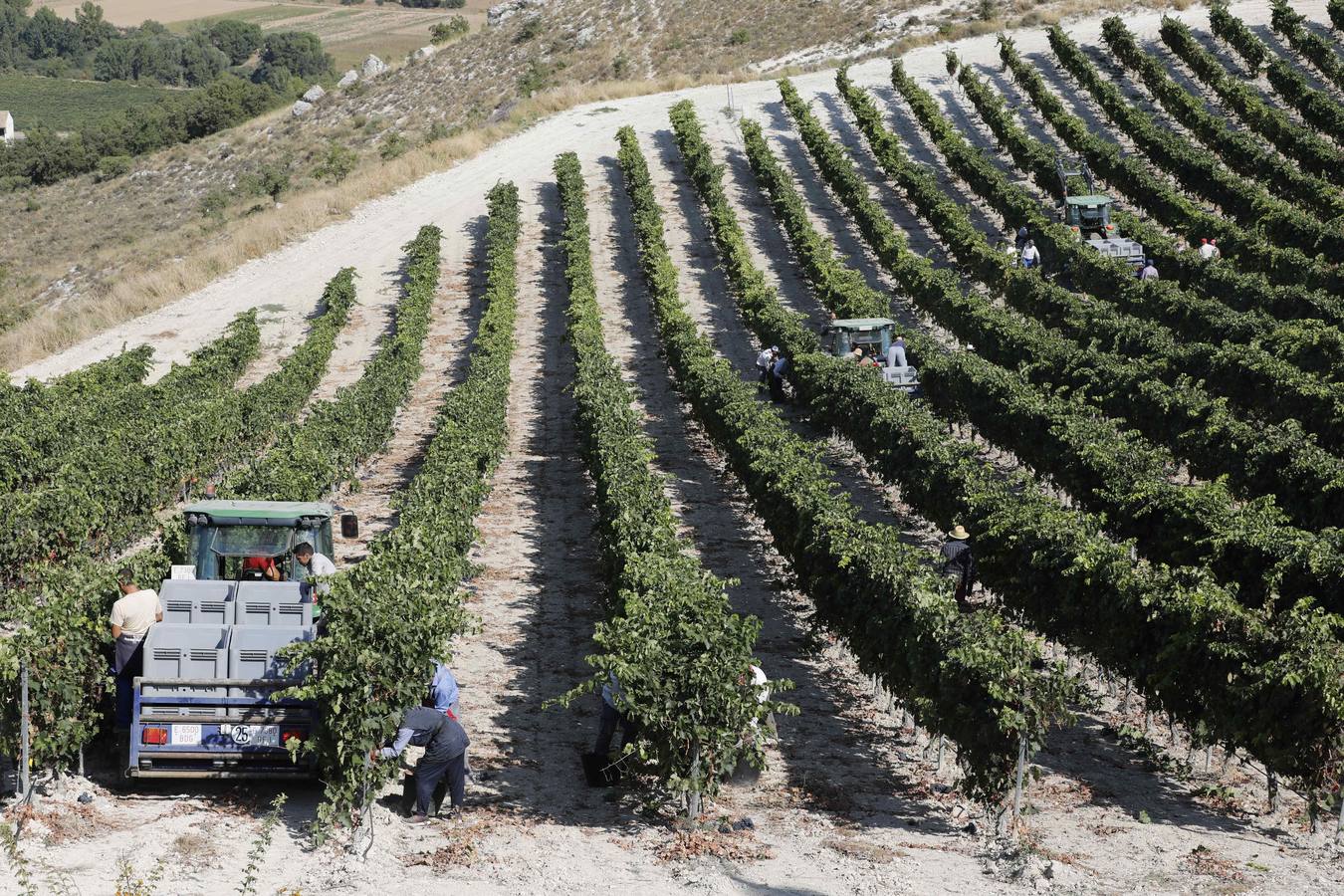 Las buenas previsiones de recogida de uva para esta campaña generarán un efecto llamada entre los temporeros
