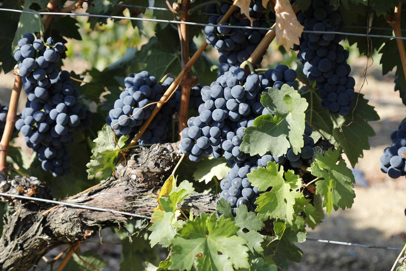 Las buenas previsiones de recogida de uva para esta campaña generarán un efecto llamada entre los temporeros