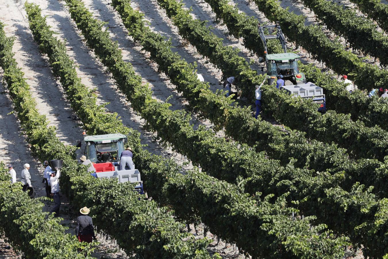 Las buenas previsiones de recogida de uva para esta campaña generarán un efecto llamada entre los temporeros