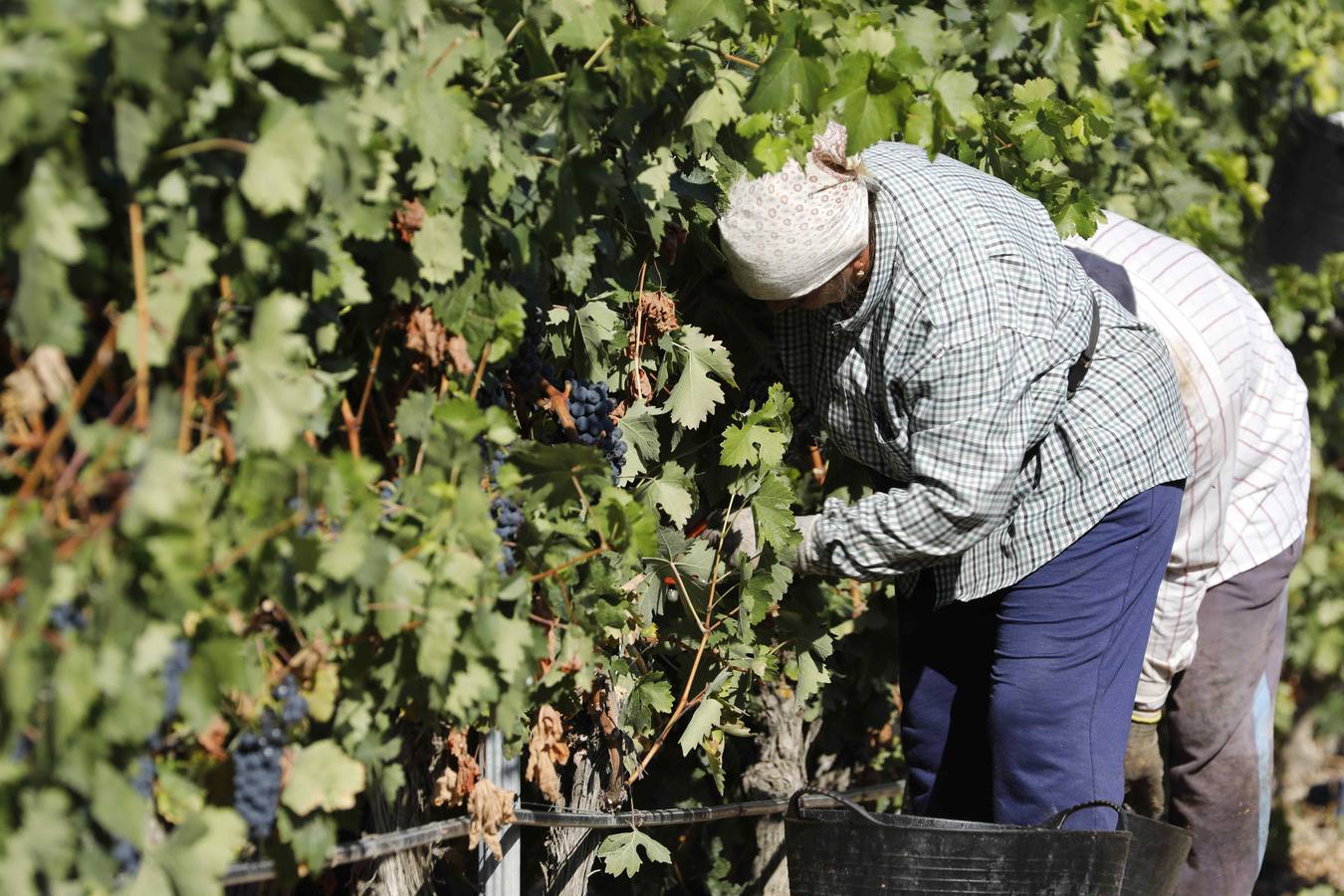 Las buenas previsiones de recogida de uva para esta campaña generarán un efecto llamada entre los temporeros