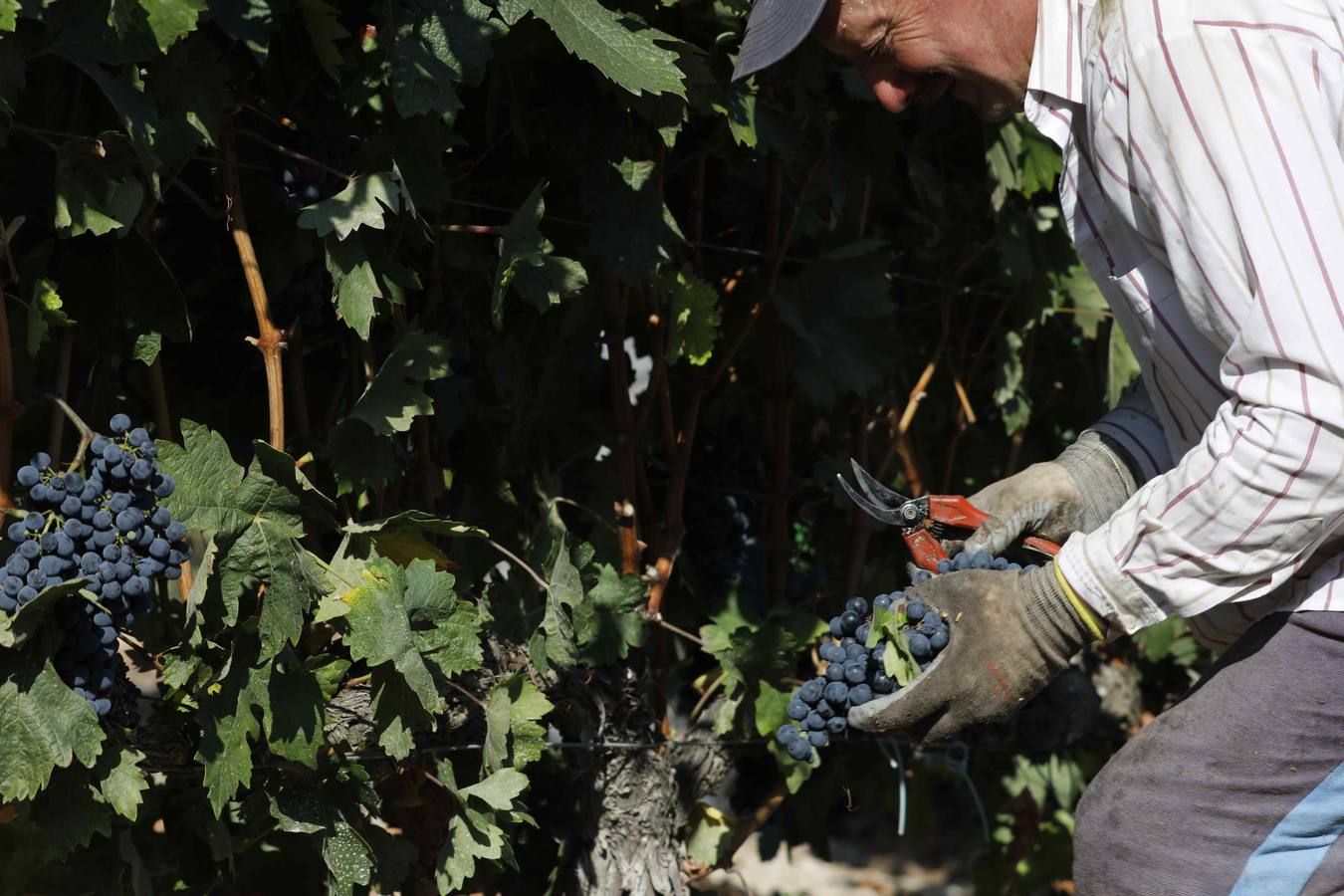 Las buenas previsiones de recogida de uva para esta campaña generarán un efecto llamada entre los temporeros