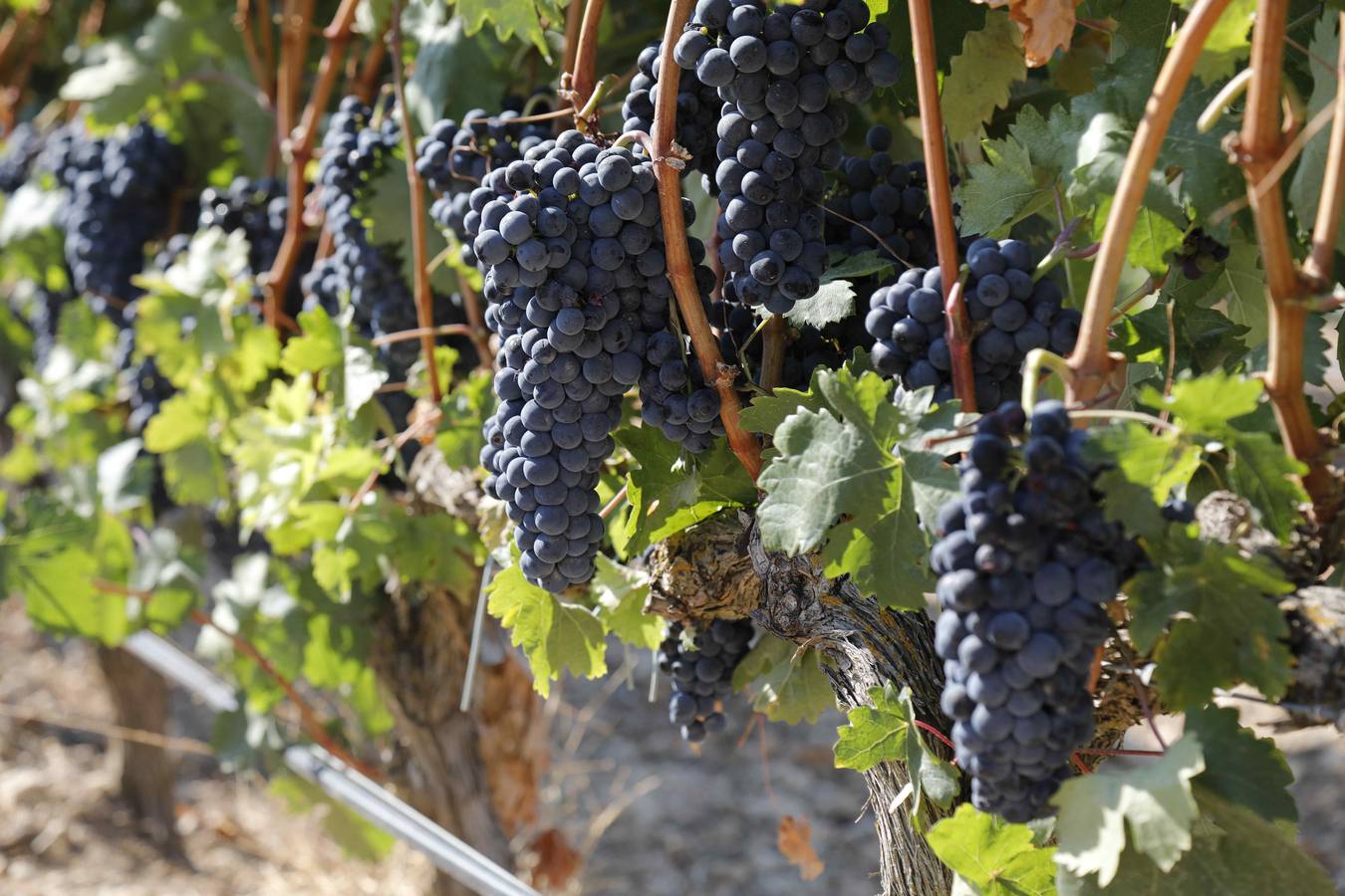 Las buenas previsiones de recogida de uva para esta campaña generarán un efecto llamada entre los temporeros