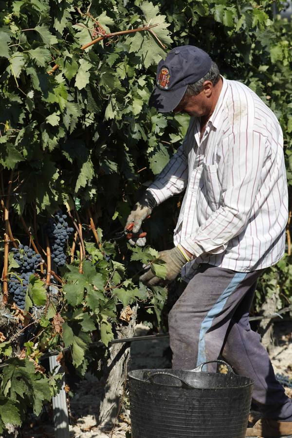 Las buenas previsiones de recogida de uva para esta campaña generarán un efecto llamada entre los temporeros