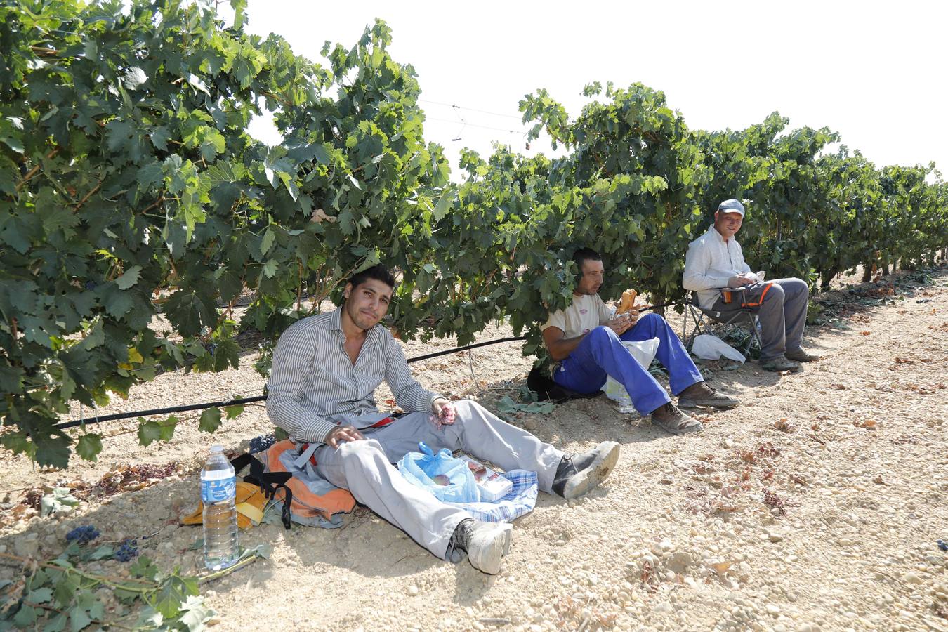 Las buenas previsiones de recogida de uva para esta campaña generarán un efecto llamada entre los temporeros