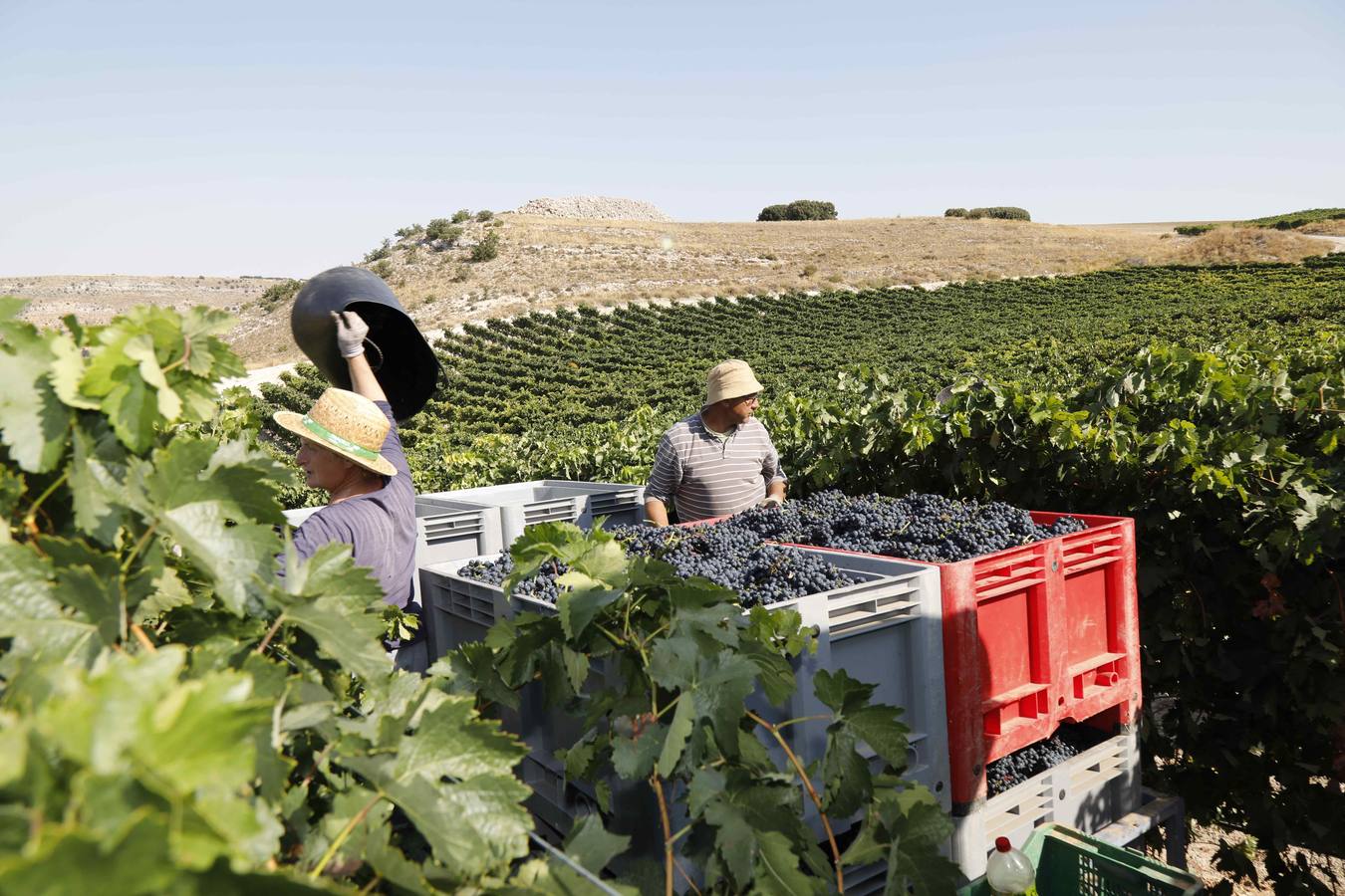 Las buenas previsiones de recogida de uva para esta campaña generarán un efecto llamada entre los temporeros