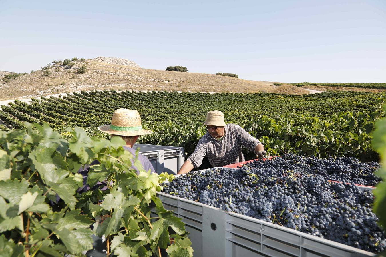Las buenas previsiones de recogida de uva para esta campaña generarán un efecto llamada entre los temporeros