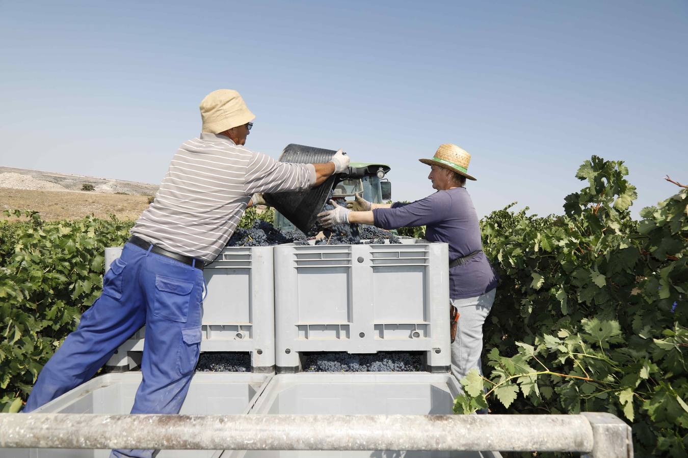 Las buenas previsiones de recogida de uva para esta campaña generarán un efecto llamada entre los temporeros