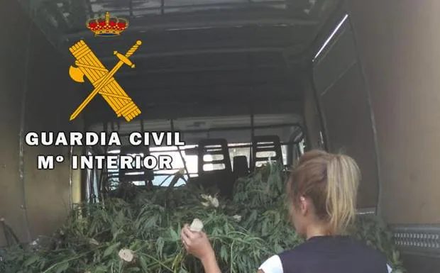 Los agentes se incautan de las plantas de marihuana en El Tiemblo.