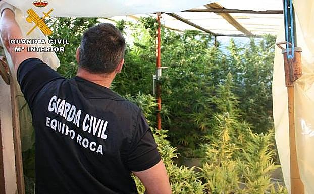 Dos detenidos por cultivo de marihuana en Ávila