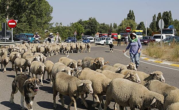 El rebaño, en la rotonda junto al Puente Don Guarín de Palencia. 