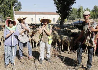Imagen secundaria 1 - Arriba, Juan Díaz dirige su rebaño. Abajo, a la izquierda, el pastor junto a las voluntarias. A la derecha, una cabra se yergue para comer hojas de un árbol. 