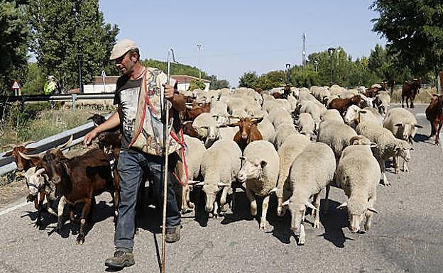 Imagen principal - Arriba, Juan Díaz dirige su rebaño. Abajo, a la izquierda, el pastor junto a las voluntarias. A la derecha, una cabra se yergue para comer hojas de un árbol. 