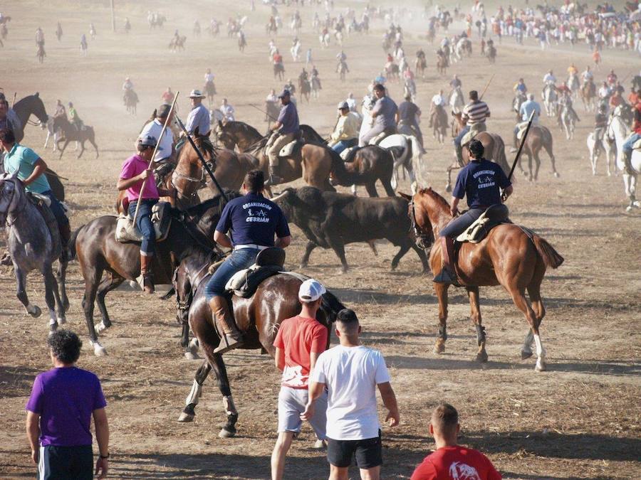 Los 'Encierros tradicionales al estilo de la Villa', declarados como fiesta de interés turístico regional, se celebran el sábado y el domingo.