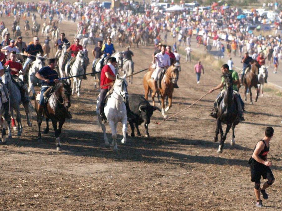 Los 'Encierros tradicionales al estilo de la Villa', declarados como fiesta de interés turístico regional, se celebran el sábado y el domingo.