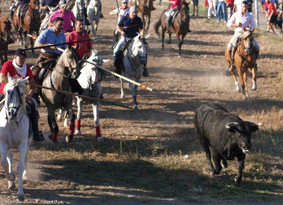 Los 'Encierros tradicionales al estilo de la Villa', declarados como fiesta de interés turístico regional, se celebran el sábado y el domingo.