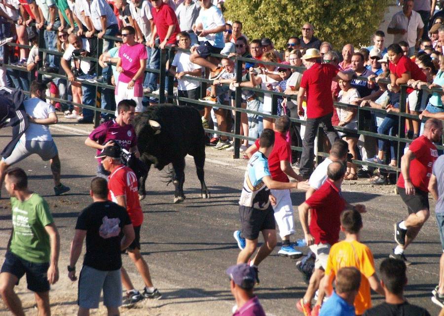 Los 'Encierros tradicionales al estilo de la Villa', declarados como fiesta de interés turístico regional, se celebran el sábado y el domingo.