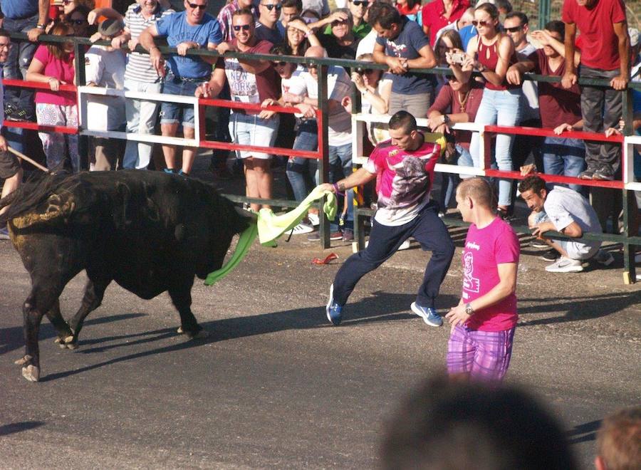 Los 'Encierros tradicionales al estilo de la Villa', declarados como fiesta de interés turístico regional, se celebran el sábado y el domingo.