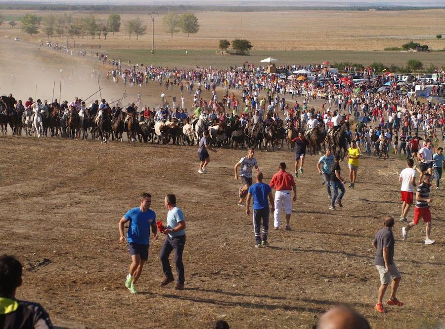 Fotos: Segundo encierro campero de las fiestas de Olmedo