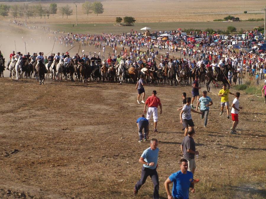 Fotos: Segundo encierro campero de las fiestas de Olmedo