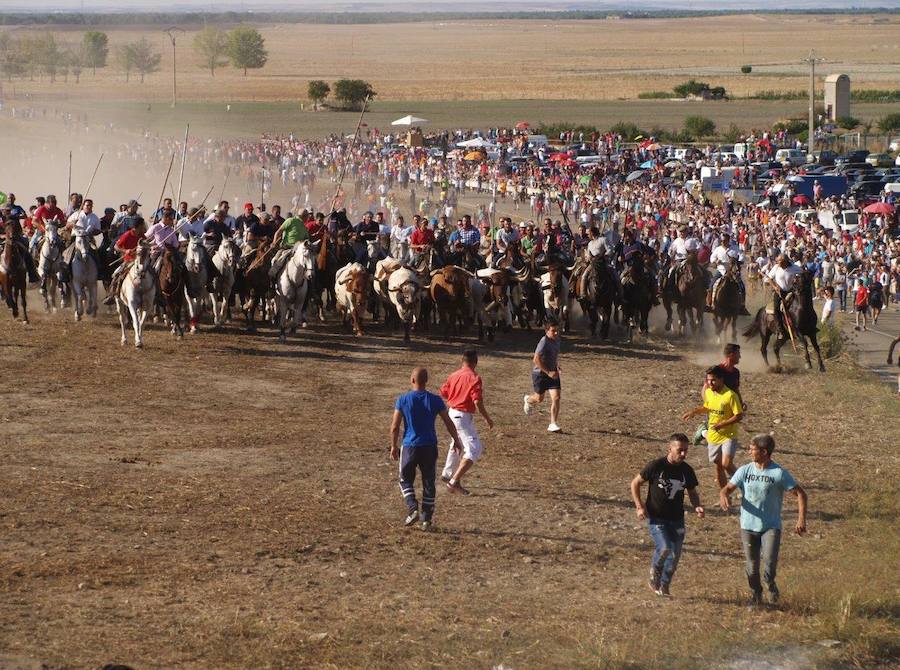 Fotos: Segundo encierro campero de las fiestas de Olmedo