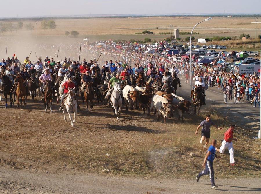 Fotos: Segundo encierro campero de las fiestas de Olmedo