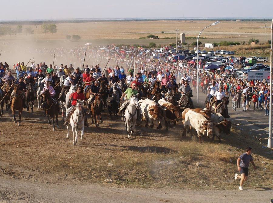 Fotos: Segundo encierro campero de las fiestas de Olmedo