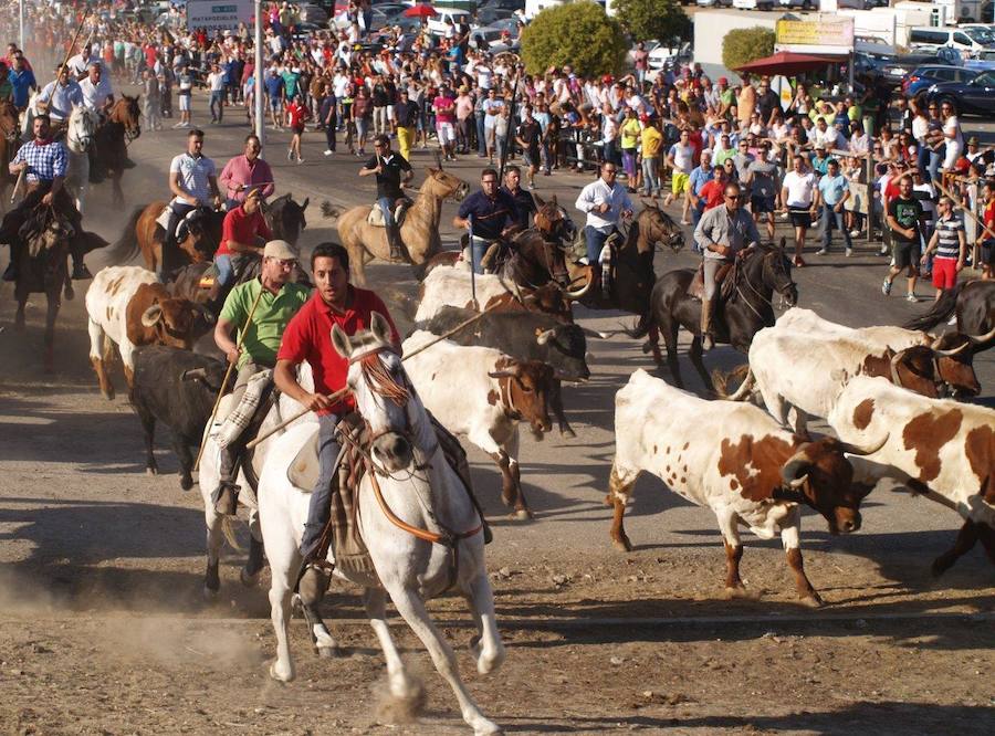 Fotos: Segundo encierro campero de las fiestas de Olmedo