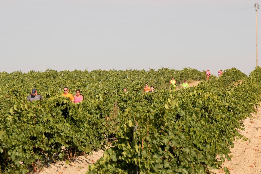 Fotos: Corriendo entre viñas en Matapozuelos