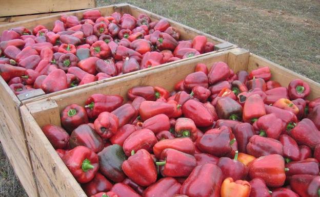 Pimientos del Bierzo recién recogidos.
