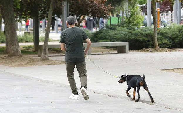 Un hombre pasea con su perro por un parque.