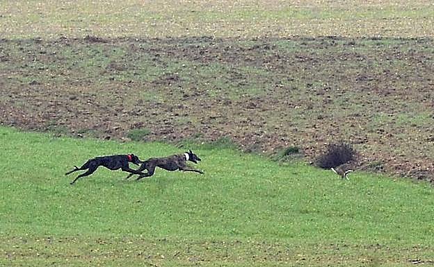 Campeonato de galgos en Nava hace dos ediciones.