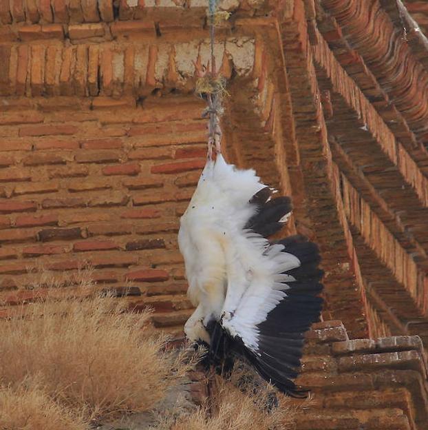 El cadáver de la cigüeña cuelga de la iglesia de Frechilla. 