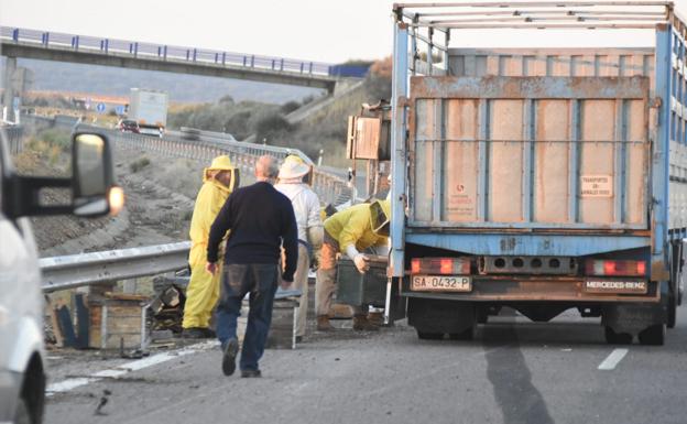 Varias personas retiran las colmenas de la carreteras con trajes especiales.