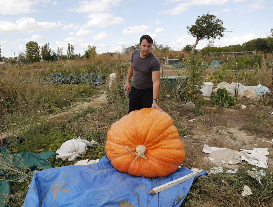 Sergio García ha conseguido cultivar una calabaza de 600 kilos en los huertos municipales de Palencia
