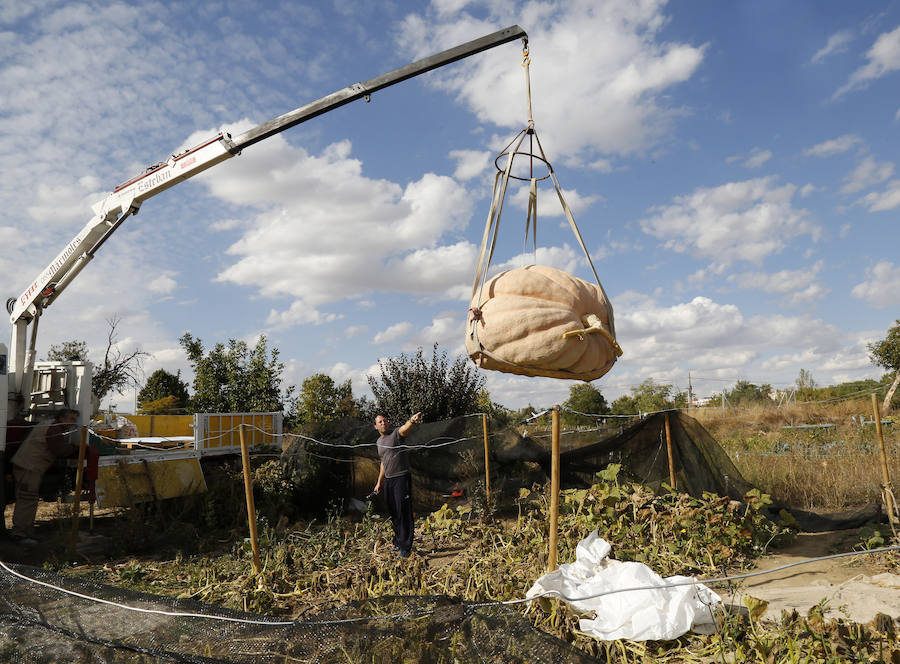 Sergio García ha conseguido cultivar una calabaza de 600 kilos en los huertos municipales de Palencia
