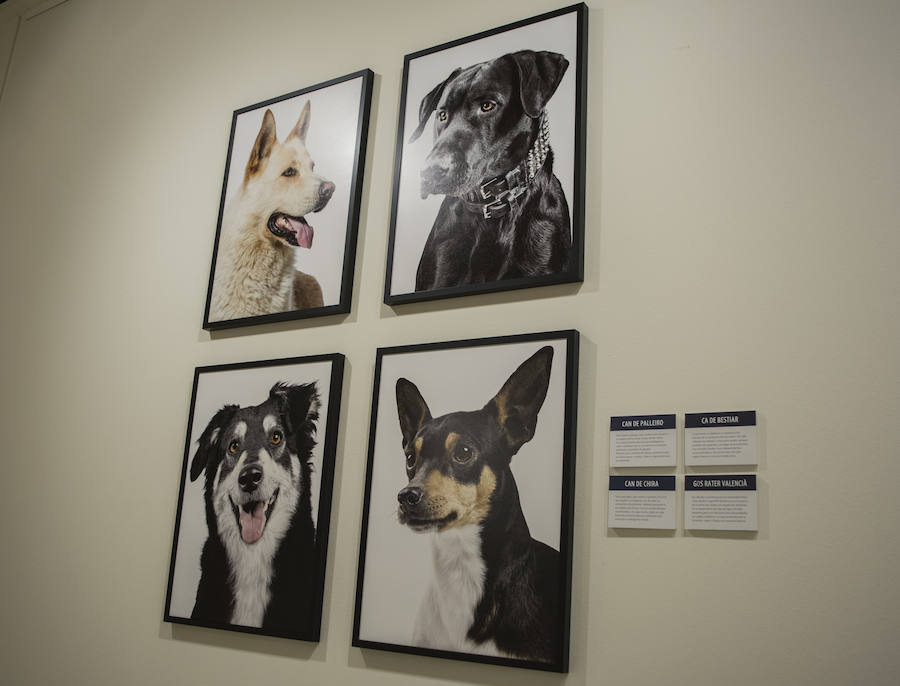 Fotos: El Museo de la Ciencia de Valladolid acoge la exposición fotográfica &#039;Bestiarium&#039;