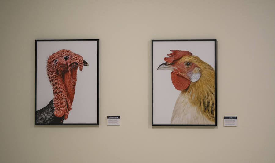 Fotos: El Museo de la Ciencia de Valladolid acoge la exposición fotográfica &#039;Bestiarium&#039;