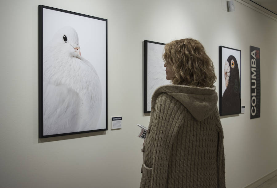 Fotos: El Museo de la Ciencia de Valladolid acoge la exposición fotográfica &#039;Bestiarium&#039;