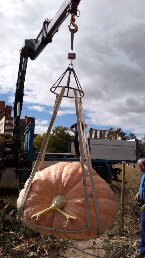 La calabaza de 600 kilos cultivada por el palentino Sergio García logra el primer puesto en el certamen de calabazas gigantes de Igüeña.