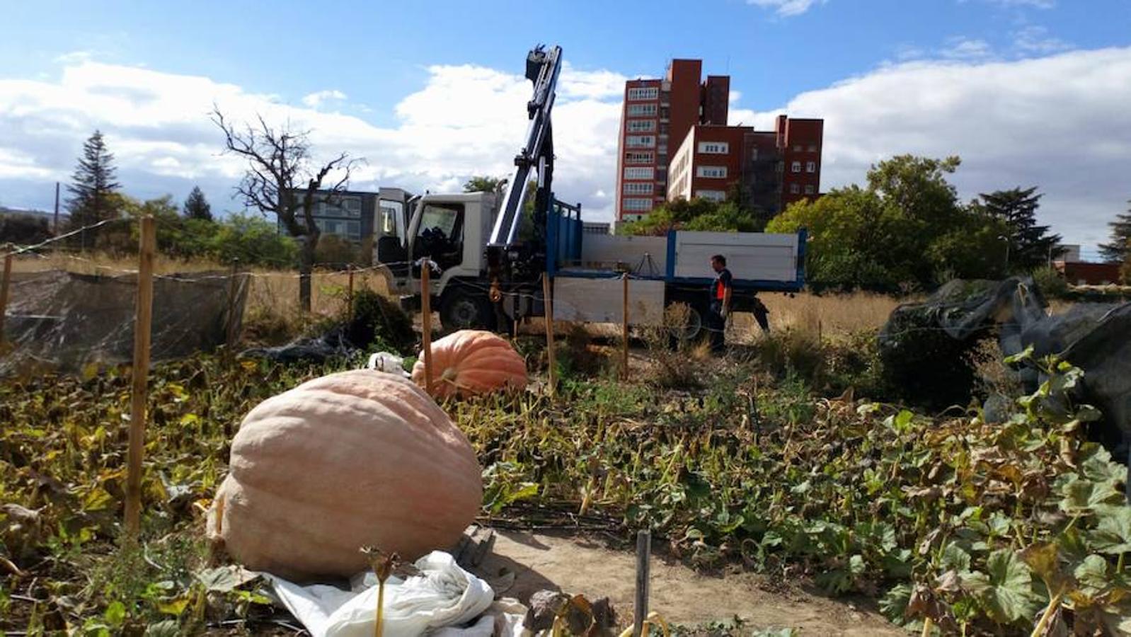 La calabaza de 600 kilos cultivada por el palentino Sergio García logra el primer puesto en el certamen de calabazas gigantes de Igüeña.